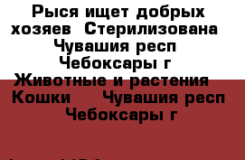 Рыся ищет добрых хозяев. Стерилизована - Чувашия респ., Чебоксары г. Животные и растения » Кошки   . Чувашия респ.,Чебоксары г.